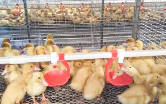 養鴨場老板:熱泵供暖溫度高,費用比燒煤還省!